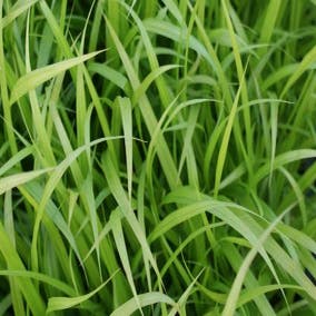 Cyperzegge (Carex pseudocyperus)