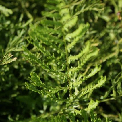 Schildvaren (Dryopteris filix-mas 'Linearis Polydactyla')