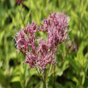 Leverkruid (Eupatorium maculatum 'Purple Bush')