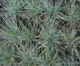 Blauw schapegras (Festuca glauca)