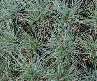 Blauw schapegras (Festuca glauca)