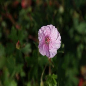 Ooievaarsbek (Geranium sanguineum striatum )
