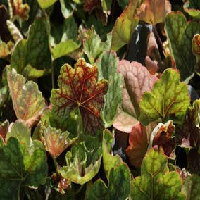 Purperklokje (Heuchera 'Beauty Color')