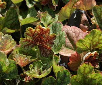 Purperklokje (Heuchera 'Beauty Color')
