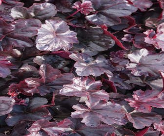 Purperklokje (Heuchera 'Obsidian')