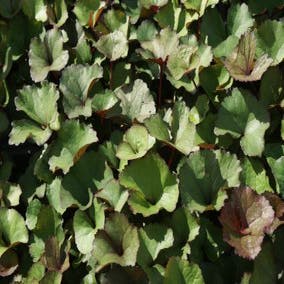 Kruiskruid (Ligularia dentata)