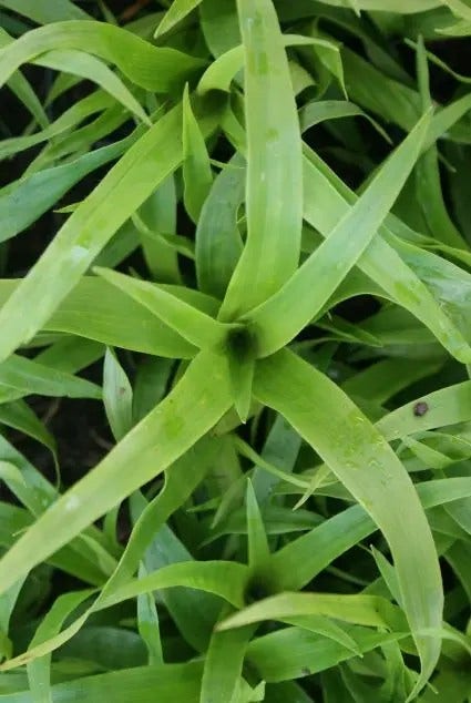 Luzula sylvatica