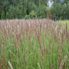 Parelgras (Melica ciliata)