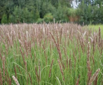 Parelgras (Melica ciliata)