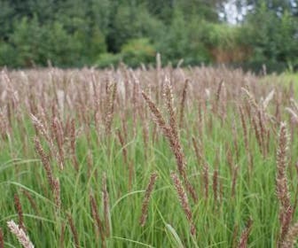 Parelgras (Melica ciliata)