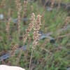 Pijpestrootje (Molinia caerulea 'Moorhexe') BIO