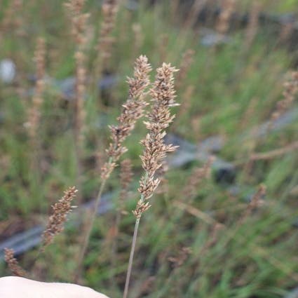 Pijpestrootje (Molinia caerulea 'Moorhexe') 