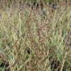 Pijpestrootje (Molinia caerulea 'Variegata') Bio