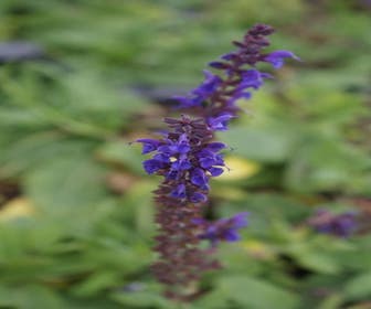 Salie (Salvia nemorosa 'Mainacht') BIO