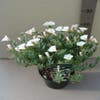 Zilverwinde (Convolvulus cneorum )