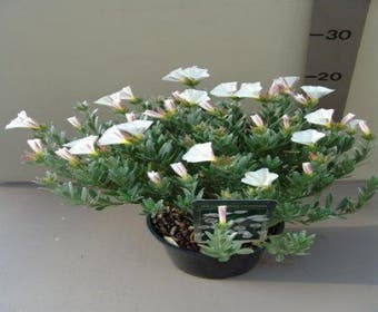 Zilverwinde (Convolvulus cneorum )