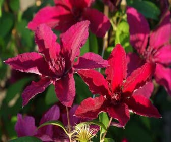 Bosrank (Clematis 'Ruutel')