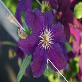 Clematis 'Rasputin' bestellen online bij Directplant