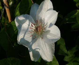 Bosrank (Clematis 'Mrs George Jackman')