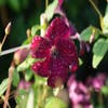 Bosrank (Clematis viticella 'Royal velours')