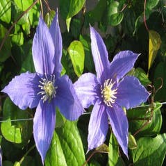 Bosrank (Clematis 'Beauty of Worcester')