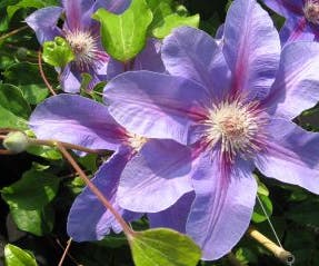 Bosrank (Clematis 'Etoile de Malicorne')
