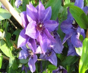 Bosrank (Clematis 'Koenigssohn')