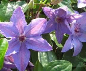 Bosrank (Clematis 'Minister')