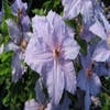 Bosrank (Clematis ´The First Lady´)