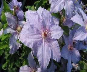 Bosrank (Clematis ´The First Lady´)