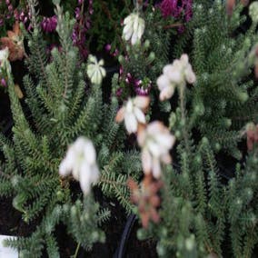 Zwerfheide (Erica vagans 'Alba')