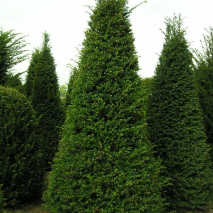 Pyramidal Taxus Taxus als Egyptische pyramide (Taxus baccata)
