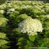 Pluimhortensia (Hydrangea paniculata 'Limelight'®)