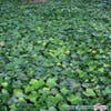 Grootbladige Klimop (Hedera hibernica)