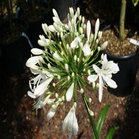 Afrikaanse lelie 'Albus' bloei