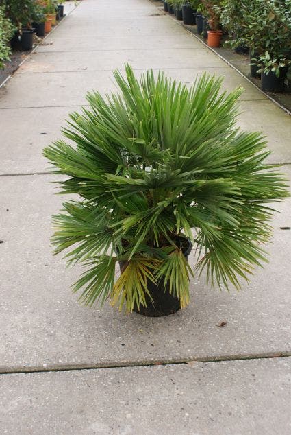Dwergpalm