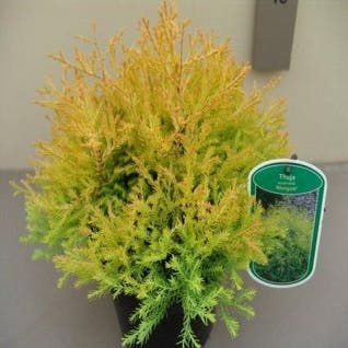 Thuja (Thuja occidentalis 'Rheingold') (Directplant)