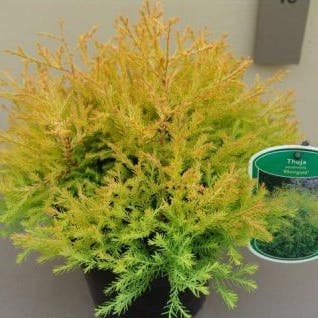 Thuja (Thuja occidentalis 'Rheingold')