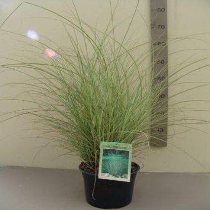Chinees riet/sierriet (Miscanthus sinensis 'Little Zebra')