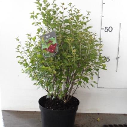 Alpenbes (Ribes alpinum)