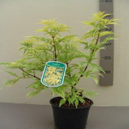 Vlier (Sambucus racemosa 'Plumosa Aurea')