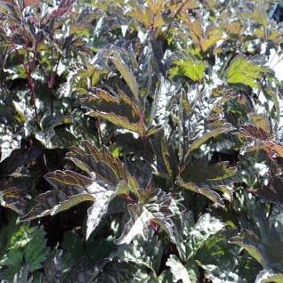 Zilverkaars (Actaea simplex 'Brunette')