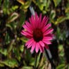 Zonnehoed (Echinacea purpurea 'Fatal Attraction')