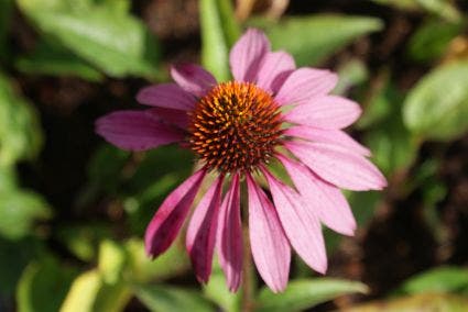 Echinacea purpurea 'Rubinstern'