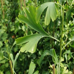 Japanse Notenboom (Ginkgo biloba)
