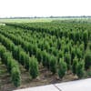 Zuiltaxus (Taxus baccata 'Fastigiata Robusta')