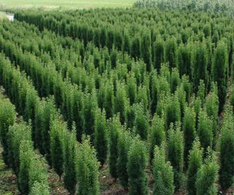 Zuiltaxus (Taxus baccata 'Fastigiata Robusta')