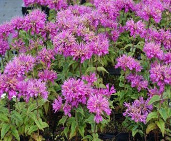 Bergamotplant (Monarda 'Petite Delight')