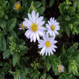 Zomeraster (Kalimeris incisa 'Blue Star') BIO