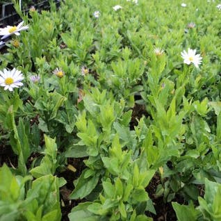 Zomeraster (Kalimeris incisa 'Blue Star')